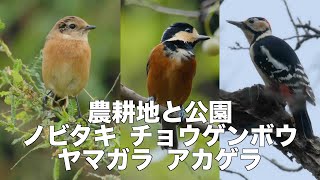 10月5日 渡りの野鳥探し いたよノビタキ