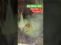 cockatiel breeder pair chatgpt viral trending new chat reels imrankhan shorts short us