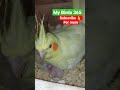 cockatiel breeder pair chatgpt viral trending new chat reels imrankhan shorts short us