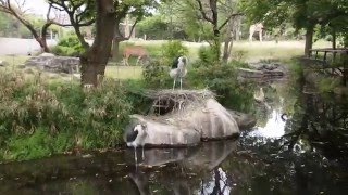 シローとミットのごはんの時間　　　天王寺動物園のアフリカハゲコウ