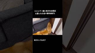 Please watch the long video to continue ♪ #ShibaInuBob #ShibaInuRock #ShibaInu