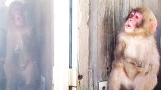 ニーナ何待ってるのNina, what are you waiting for?葉ッピー動物園1199 淡路島モンキーセンター 兵庫県