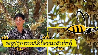 អត្ថប្រយោជន៍ឃ្មុំ ដើម្បីបោសផ្កាទុរេន - ឈុន កាំង