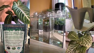 WATERING NEW PLANT 🌱 LIQUID DIRT PLANT FOOD/ LABELS 4 ORGANIZATION