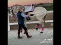 horse lover 143