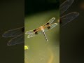 did you know dragonflies can fly backwards