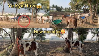 ચંપી ઘોડી ને શું થયું??😱 || 13+ Horses ||