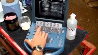 Equine tendon scanning with Sonosite MicroMaxx - BCF Technology video