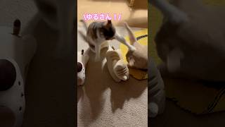 【三毛猫こうめちゃん】寛ぎ中に忍び寄る茶トラの手🐾