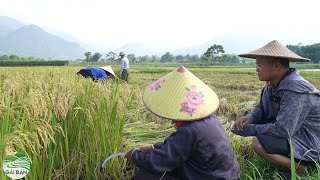 Mừng cho ông Viên bà khỏi bệnh giờ đi giúp ông gặt lúa được rồi