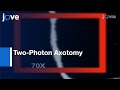 Two-Photon Axotomy & Time-Lapse Confocal Imaging In Live Zebrafish Embryos l Protocol Preview