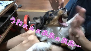 子犬相手に嫁の遊び方がなんだコレ。