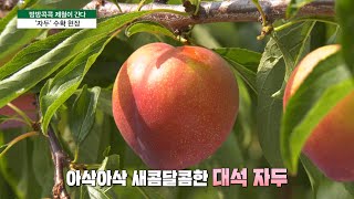 [방방콕콕 제철이 간다] '자두' 수확현장