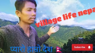 village life nepal || धान गोड्दै