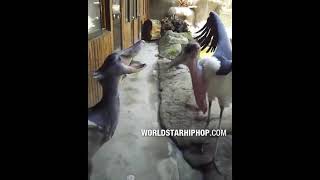 Shoebill Stork Goes At It With A Marabou Stork!