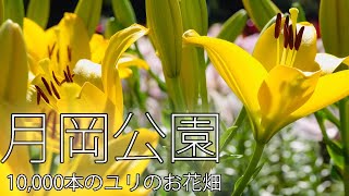 子どもが大満足の月岡公園　10,000本のユリの花　魚沼市堀之内　Jeep ラングラー　JL