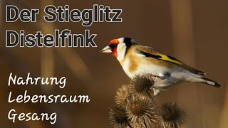 Stieglitz - Gesang - Distelfink - Goldfinch - Carduelis carduelis