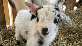 Baby Goat Kicking Inside Mama - SUPER ACTIVE
