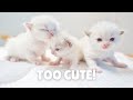 Learn How Baby Ragdoll Kittens Grow: 0-14 days! TOO CUTE 🥰