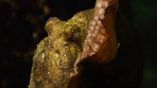 The Mating Ritual of the Pacific Red Octopus