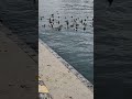 海にたくさんのカモ🦆 shorts