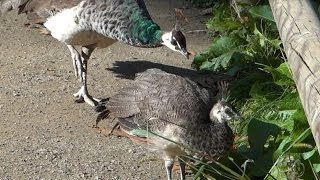 Female Indian Peafowl (peahen) with their 3 chicks / Pfauenhenne mit ihren 3 Küken