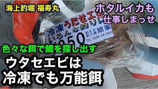 【海上釣堀福寿丸】ウタセエビは冷凍でも万能餌・ホタルイカも当たり餌（サブ的な餌が当たり餌）@p.pochisan