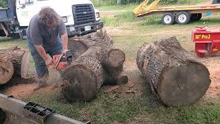 Cutting Giant Old Growth red oak blocks!