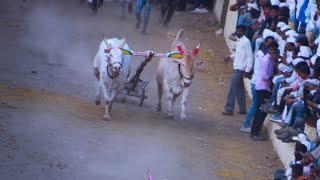 बेल्हे घाटात ११:७४ | फायनल सम्राट | विलासशेठ सभाजी घोलप | नांदूर पठार | नाद खुळा बारी | #बैलगाडा