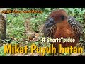 Mikat puyuh hutan||puyuh tarun 