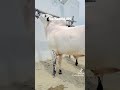 dera lajpal king murshid of farrukh cattle farm fatehjangi jntv shorts murshad murshid