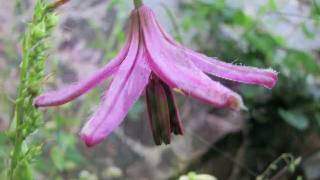 Lilium martagon