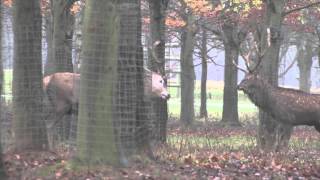 Red stag and Formosan Sika stag fighting