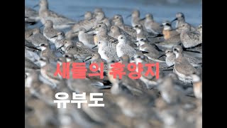 새들의 휴양지 유부도 Yubu Island, a vacation spot for birds.