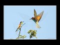 bienenfresser smaragdeidechsen beobachtungen am kaiserstuhl. bee eaters.