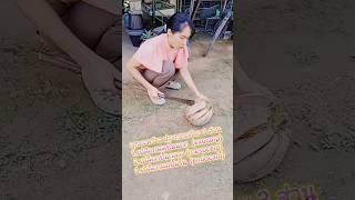 รีวิวการผ่าลูกมะพร้าว จาวมะพร้าว