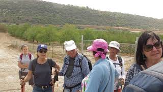 שביל ישראל: עמק האלה - על  מאפייני צמח הגת בדרך לחורבת קייאפה