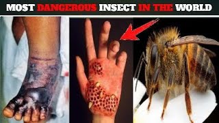 Most Dangerous Insects in the World In Urdu| 8 Most Dangerous Bugs in the Planet | #DangerousInsects