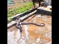 හැමදාම ලිඳෙන් නාන්න එන නාගයා 🐍