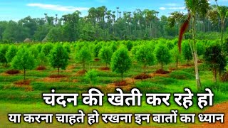 Sandalwood farming in India |  chandan ki kheti |चंदन की खेती कैसे करे, | chandan tree farming ||