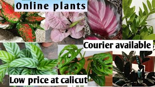 plants for sale|courier available|calicut|online plants