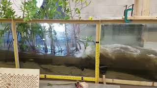 Mangrove in Wave Tank