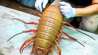 New Species So Bizarre Scientists Can’t Explain Them