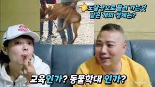 멍멍이삼촌 즉문즉설] #엔비운전주행시험?? #멍멍이삼촌교육 #멍멍이삼촌훈련 #강훈련사 #개훌륭 4일 남은 한진협 전국 최우수진도견 선발대회 진짜 출진 가능할까? #진돗개