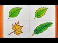 Leaf Drawing || Different Types Of Leaves Drawing || Leaf Drawing And Colour Step By Step.