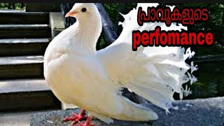 Pigeon perfomance പ്രാവുകളുടെ കുറുകൽ