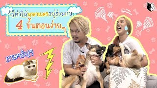 4 ขั้นตอนง่ายๆ! ที่จะทำให้หมาแมวอยู่ร่วมกันอย่างสงบสุบ ​| PP and Pets