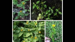 WEJANJABE AMANNYO NE KINO WAMMANGA- THE TOOTH PLANT.