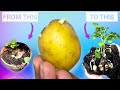 How To Grow Potatoes From Potatoes