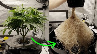 Hydroponics for Beginners | Recovery Tips and Lessons Learned!